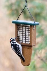 WBU Single Tail Prop w/Downy Woodpecker