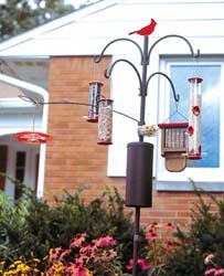 APS w/Red Feeders