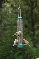 WBU Medium Q-C Seed Tube Feeder w/House Finches