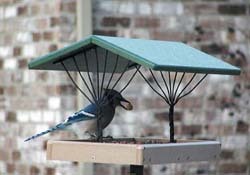 Bird's Choice Fly-Thru Feeder w/Blue Jay