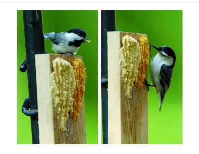 Chickadee and Nuthatch Eating Bark Butter