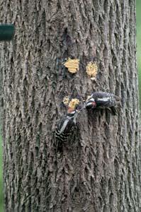 Male Downy Woodpecker with Juvenile
