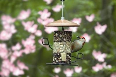 RB Woodpecker on Stackables