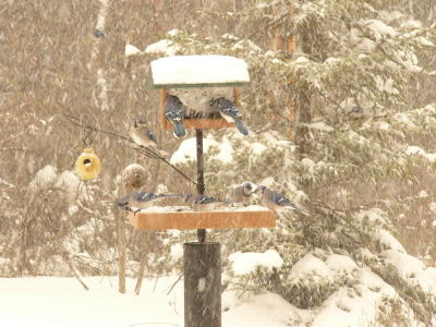 Winter feeding